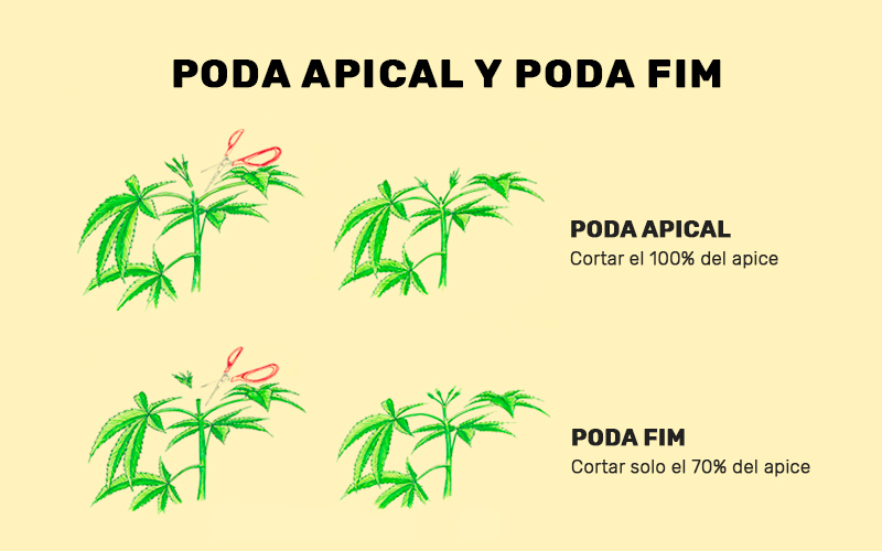 difference-pruning-apical-pruning-FIM