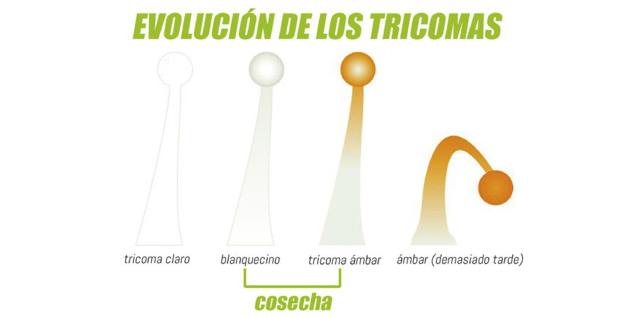 When to harvest marijuana trichomes