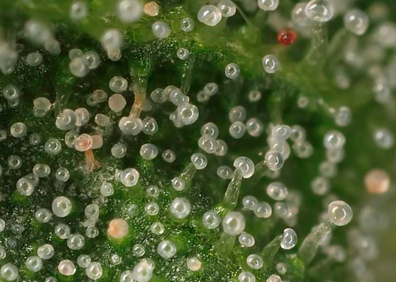 trichomes-ready-to-cut