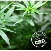 Semillas CBD