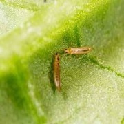 Insecticidas para Trips