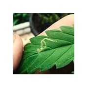 Insecticidas para Minador de Hoja