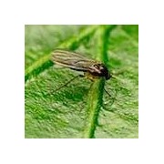 Insecticidas para Mosca del Sustrato