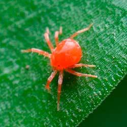 Insecticidas para Araña Roja