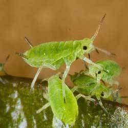 Insecticidas para Pulgón