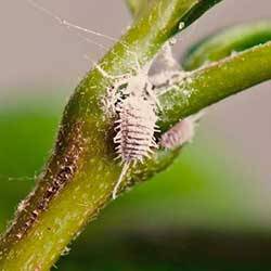 Insecticidas para Cochinillas