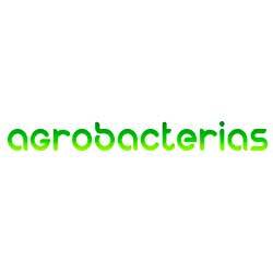 Agrobacterias