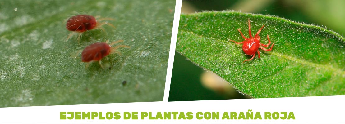 imagen de plantas con araña roja