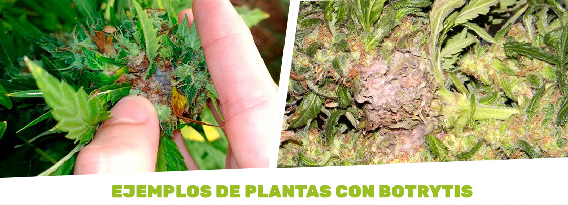 ejemplo de plantas con botrytis