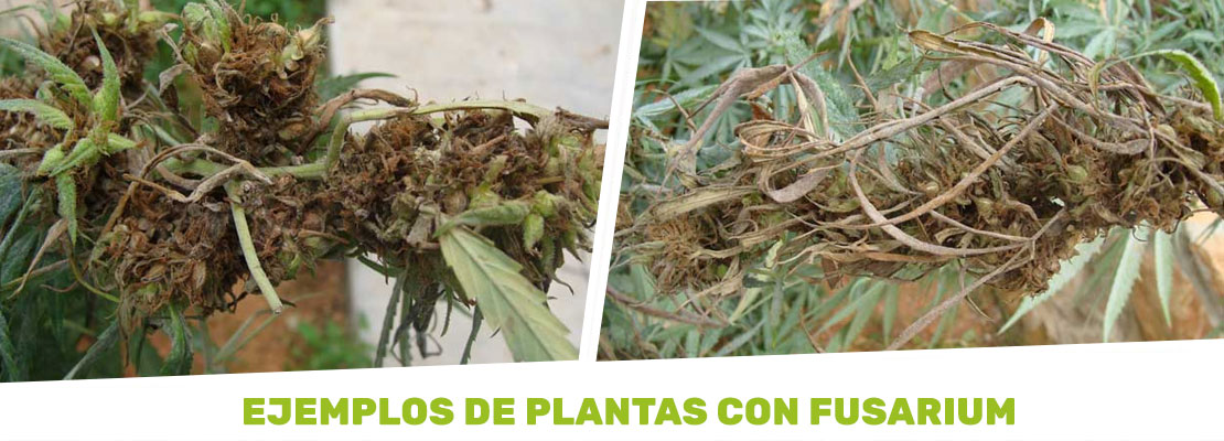 plantas de marihuana con fusarium