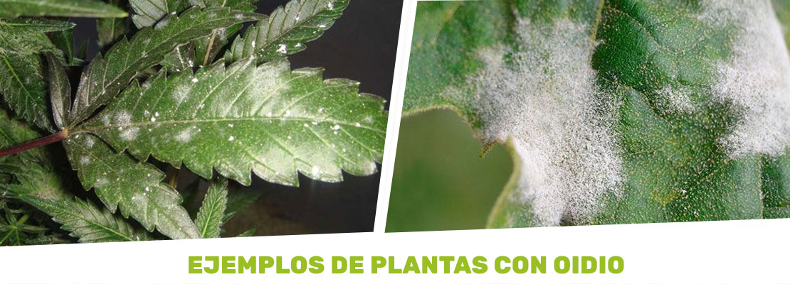 ejemplo de hojas de cannabis con oidio
