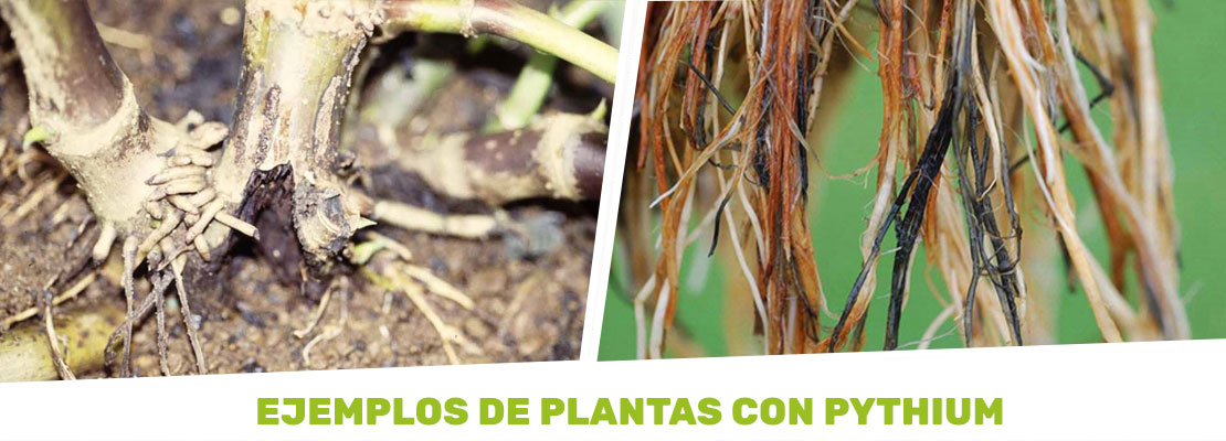 plantas de marihuana con pythium