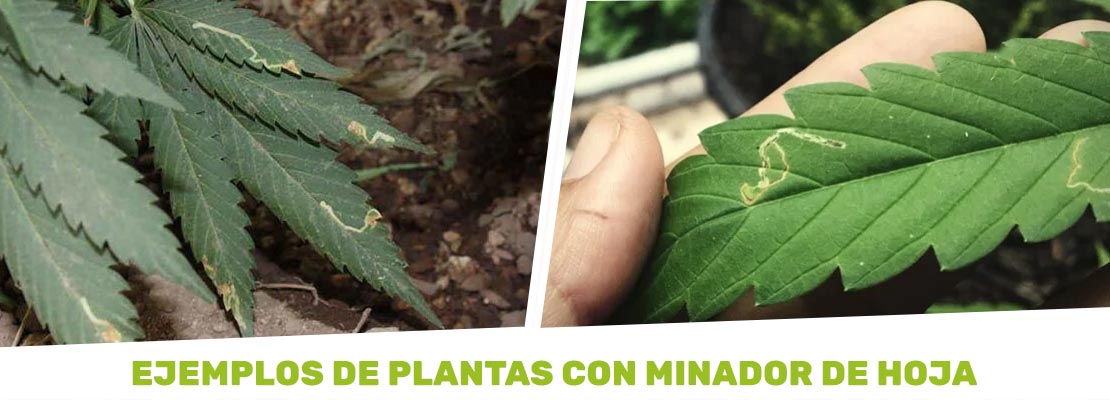 insecticidas para minador de hoja