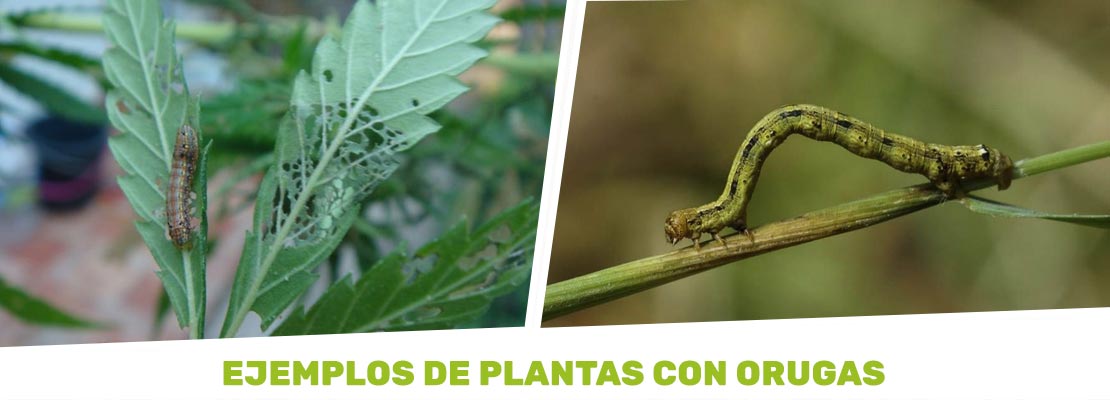 plantas con orugas marihuana