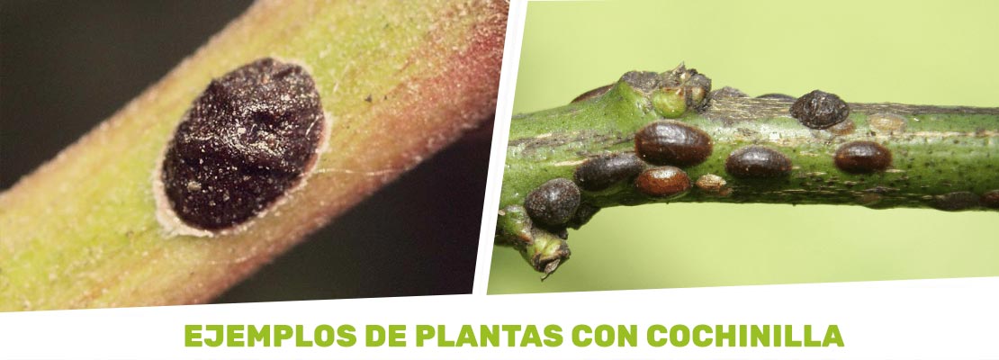 ejemplo de plantas con cochinilla