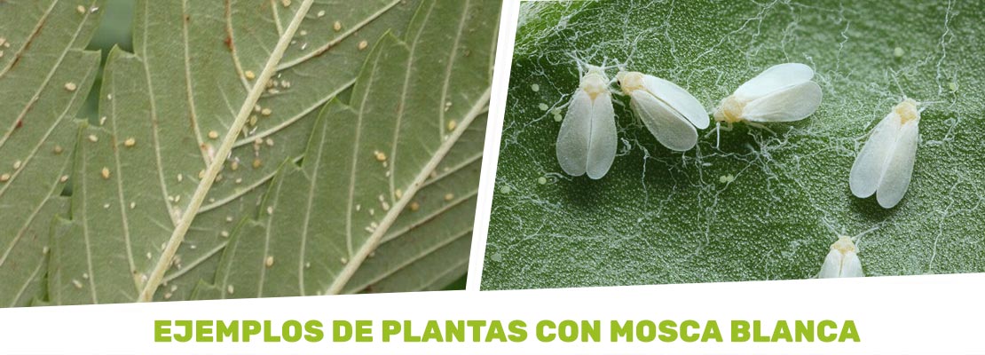 insecticidas para mosca blanca