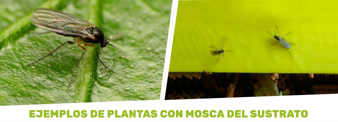 Ejemplo de plantas con mosca del sustrato