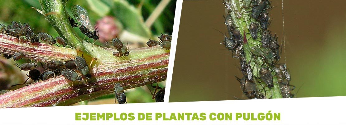 plantas infectadas con pulgón