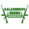 Comprar Kalashnikov Seeds semillas de marihuana.