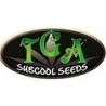 Tga Subcool Seeds - Semillas Marihuana.