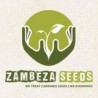 Comprar Zambeza Seeds semillas de marihuana.