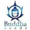 Buddha Seeds - Semillas de Marihuana