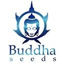 Buddha Seeds