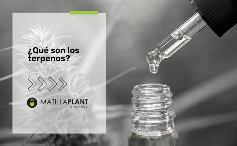 ¿Qué son los terpenos?