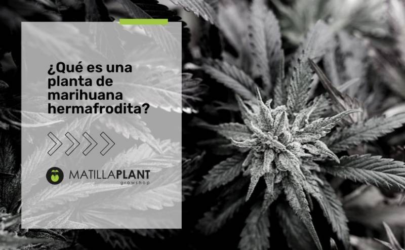 ¿Qué es una planta de marihuana hermafrodita?