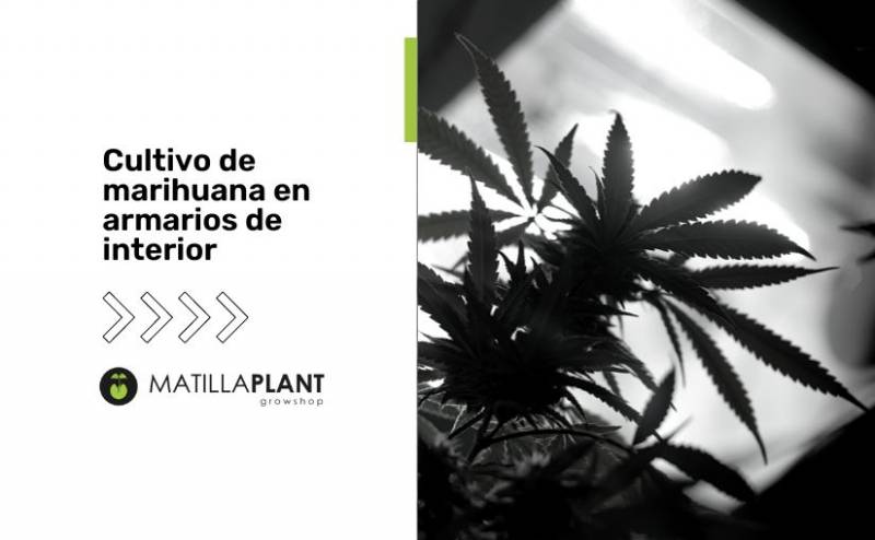 Cultivo de marihuana en armarios de interior