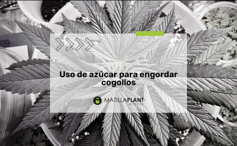 Uso de azúcar para engordar cogollos