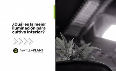 La mejor iluminación para el cultivo interior