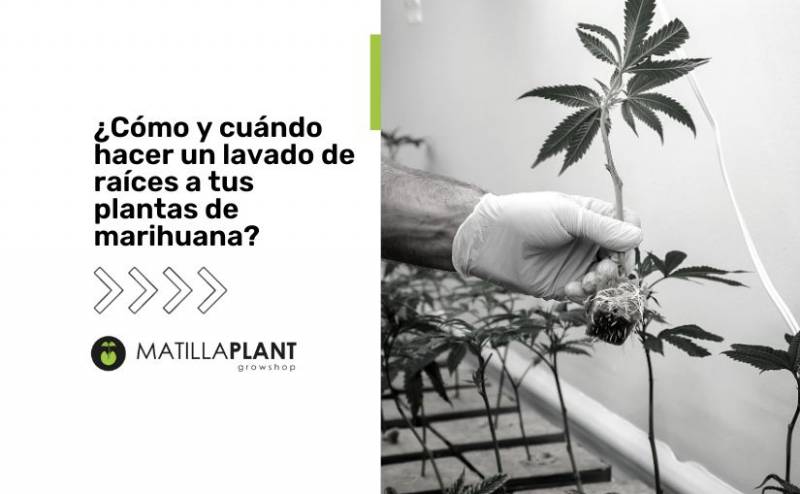 ¿Cómo y cuándo hacer un lavado de raíces a tus plantas de marihuana?