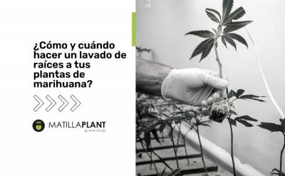 ¿Cómo y cuándo hacer un lavado de raíces a tus plantas de marihuana?