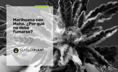 Marihuana con moho. ¿Por qué no debe fumarse?