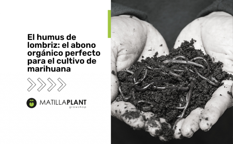El humus de lombriz: el abono orgánico perfecto para el cultivo de marihuana