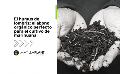 El humus de lombriz: el abono orgánico perfecto para el cultivo de marihuana