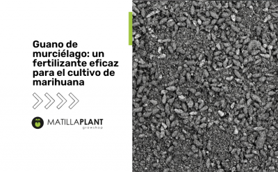 Guano de murciélago: un fertilizante eficaz para el cultivo de marihuana