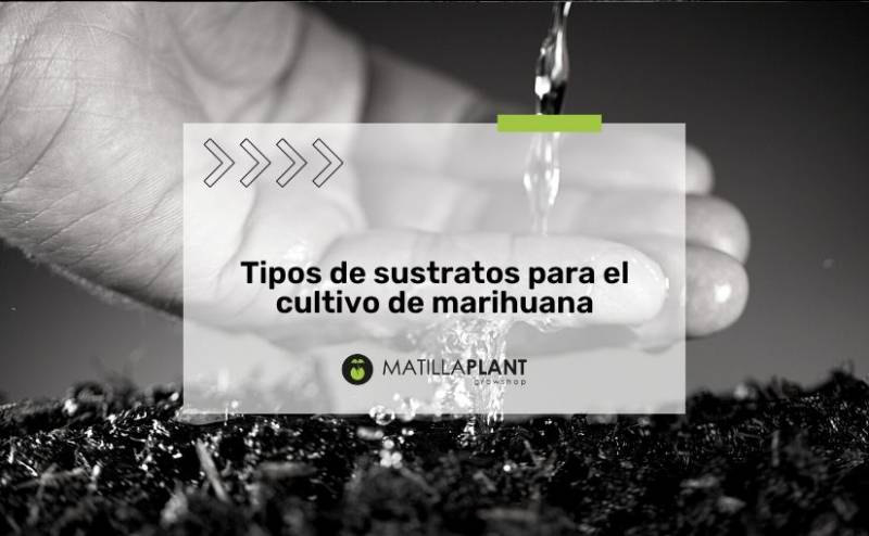 Tipos de sustratos para el cultivo de marihuana