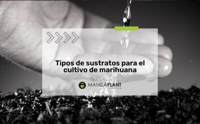 Tipos de sustratos para el cultivo de marihuana