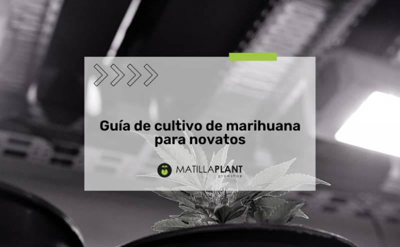 Guía de cultivo de marihuana para novatos