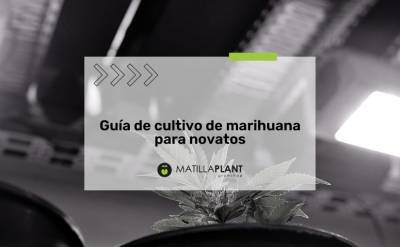 Guía de cultivo de marihuana para novatos