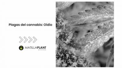 Plagas del cannabis: Oídio