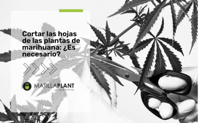 Hojas de la marihuana: ¿Es necesario cortarlas?