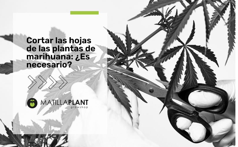 Hojas de la marihuana: ¿Es necesario cortarlas?