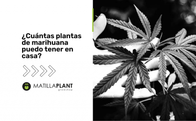 ¿Cuántas plantas de marihuana puedo tener en casa de forma legal?