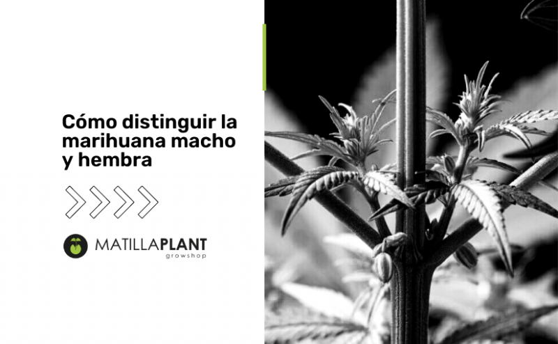  Cómo distinguir la marihuana macho y hembra 