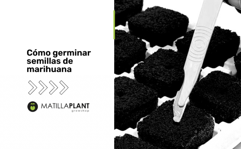 Cómo germinar semillas de marihuana