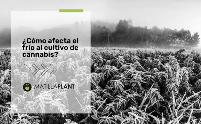 Temperatura de la marihuana ¿Cómo afecta el frío?