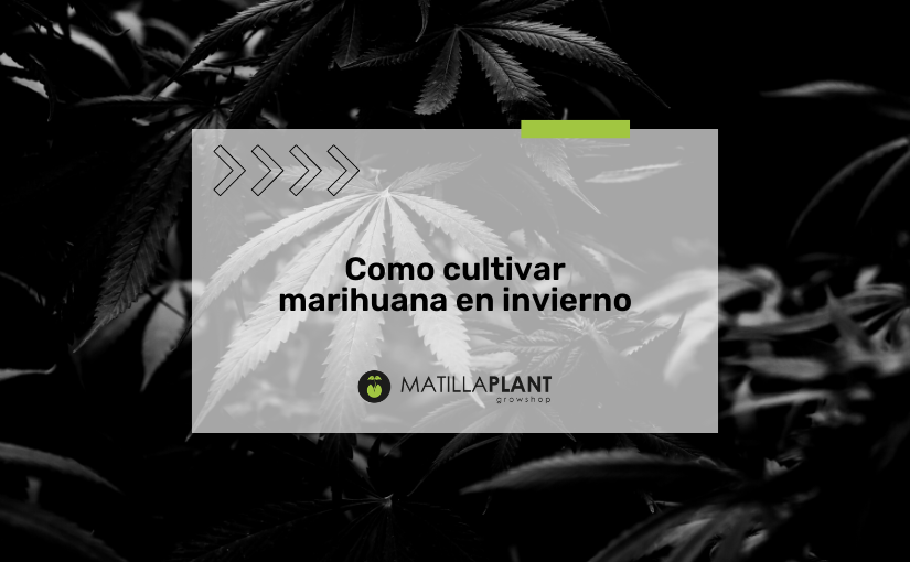 Marihuana en invierno ¿Cómo cultivar en exterior e interior?